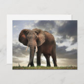 Wildlife Elephant-foto Briefkaart (Voorkant / Achterkant)