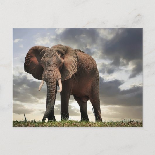 Wildlife Elephant-foto Briefkaart (Voorkant)