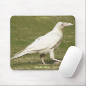 Wildlife foto van Rare White Raven Corvid-lover Muismat (Met muis)