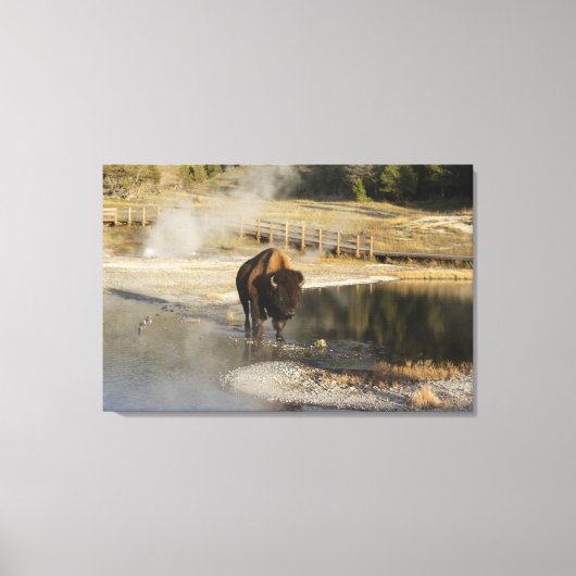 Wildlife Fotografie American Bison Yellowstone Canvas Afdruk (Voorkant)