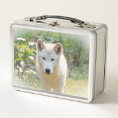 Wildlife Fotografie, Canadese Grijze Wolf (Voorkant)