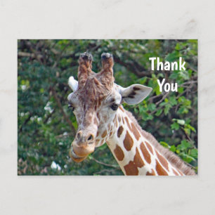 Wildlife Giraffe Foto Bedankt Briefkaart