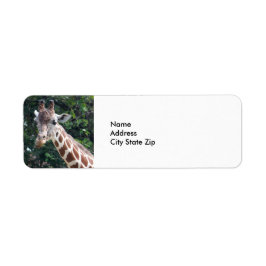 Wildlife Giraffe Foto Etiket