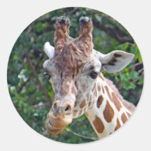 Wildlife Giraffe Foto