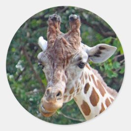 Wildlife Giraffe Foto Ronde Sticker