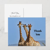 Wildlife Giraffe Herd Foto Dank u Briefkaart (Voorkant / Achterkant)
