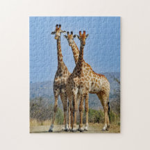 Wildlife Giraffe Herd Foto