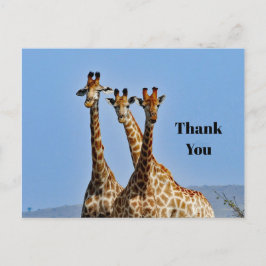 Wildlife Giraffe Kudde Foto Bedankt Briefkaart