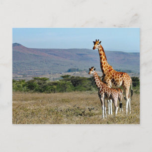Wildlife Giraffe Mother and Baby Photo Briefkaart