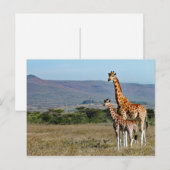 Wildlife Giraffe Mother and Baby Photo Briefkaart (Voorkant / Achterkant)