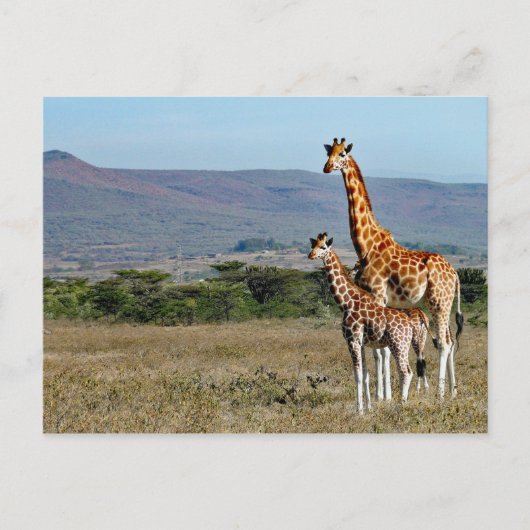 Wildlife Giraffe Mother and Baby Photo Briefkaart (Voorkant)