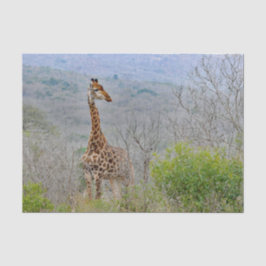 Wildlife Giraffe Savannah Foto Tissuepapier