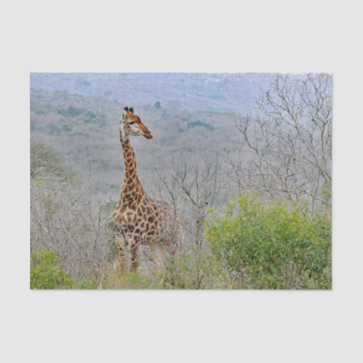 Wildlife Giraffe Savannah Foto Tissuepapier (Voorkant)