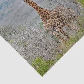 Wildlife Giraffe Savannah Foto Tissuepapier (Detail)