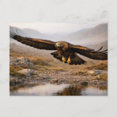 Wildlife Golden Eagle Scottish Highlands  Briefkaart (Voorkant)