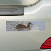 Wildlife Goose zwemt in Lake, Natuur, Bird Bumpersticker (Op auto)