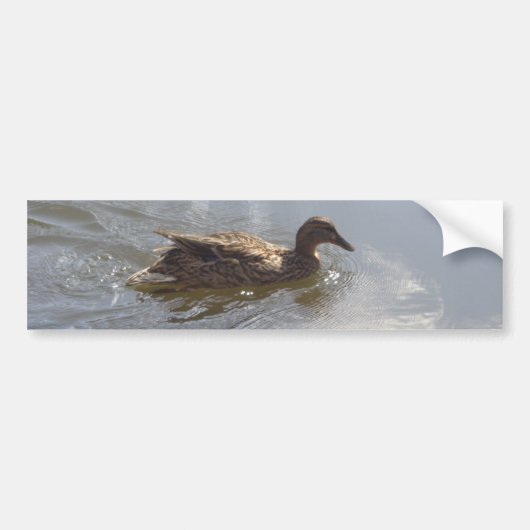 Wildlife Goose zwemt in Lake, Natuur, Bird Bumpersticker (Voorkant)