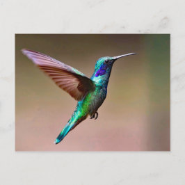 Wildlife Green Hummingbird Foto Briefkaart