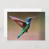Wildlife Green Hummingbird Foto Briefkaart (Voorkant / Achterkant)