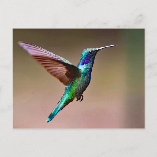Wildlife Green Hummingbird Foto Briefkaart (Voorkant)
