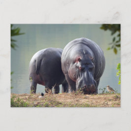 Wildlife Hippo Foto Briefkaart