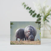 Wildlife Hippo Foto Briefkaart (Staand voorkant)