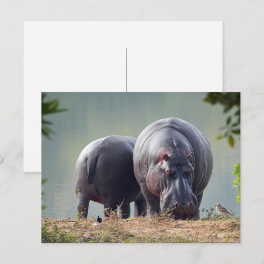 Wildlife Hippo Foto Briefkaart (Voorkant / Achterkant)