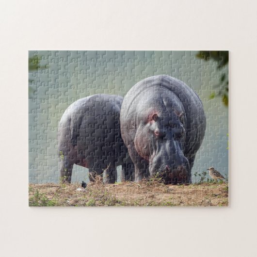 Wildlife Hippo Foto Legpuzzel (Horizontaal)