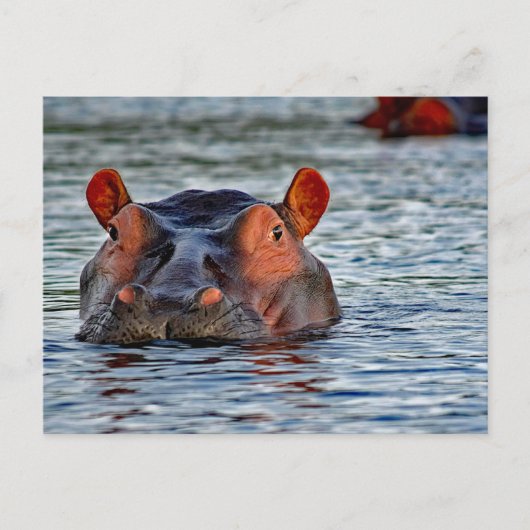 Wildlife Hippo Water Foto Briefkaart (Voorkant)