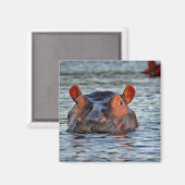 Wildlife Hippo Water Foto Magneet (Voorkant / Achterkant)