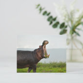 Wildlife Hippopotamus Foto Briefkaart (Staand voorkant)
