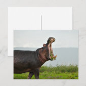 Wildlife Hippopotamus Foto Briefkaart (Voorkant / Achterkant)