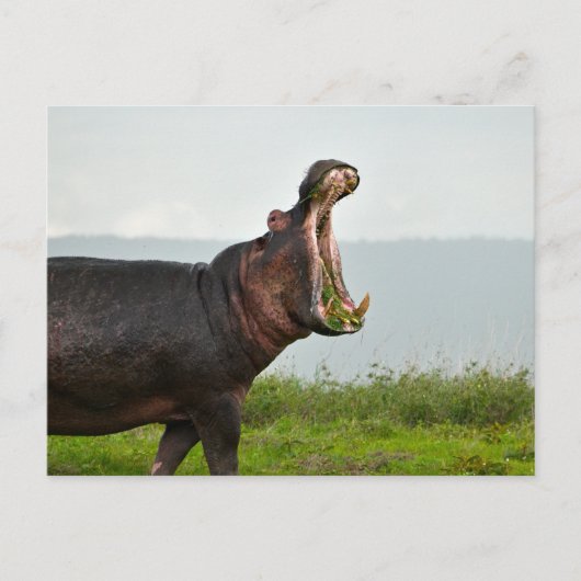 Wildlife Hippopotamus Foto Briefkaart (Voorkant)