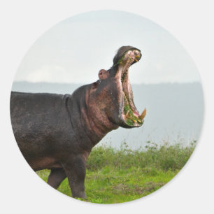 Wildlife Hippopotamus Foto Ronde Sticker