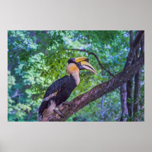 Wildlife Hornbill Bird Poster (Voorkant)