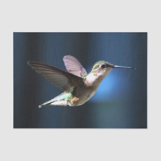Wildlife Hummingbird Foto Tissuepapier (Voorkant)
