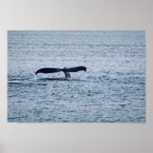 Wildlife Humpback Whale Tail Foto Poster (Voorkant)