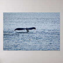 Wildlife Humpback Whale Tail Foto