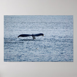 Wildlife Humpback Whale Tail Foto Poster
