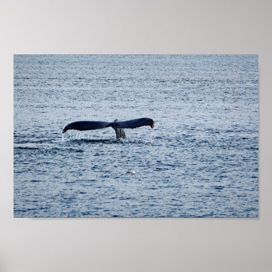 Wildlife Humpback Whale Tail Foto Poster (Voorkant)