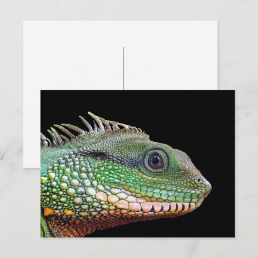 Wildlife Iguana Foto Briefkaart (Voorkant / Achterkant)