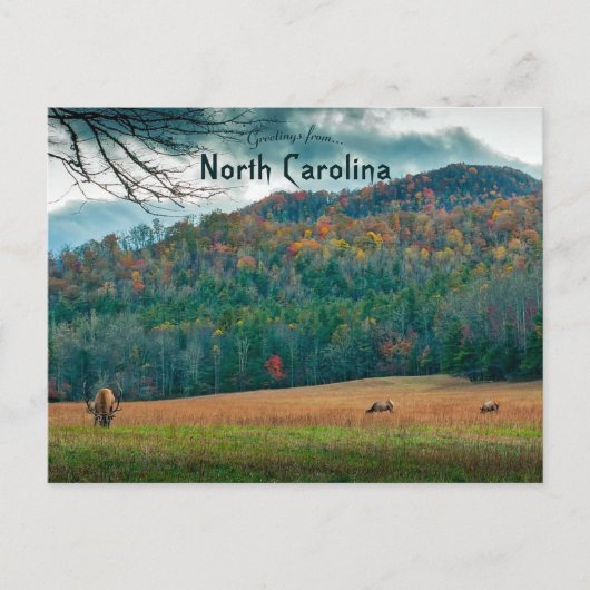 Wildlife in het najaar van North Carolina Briefkaart (Voorkant)