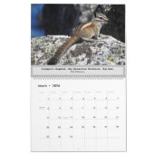 Wildlife kalender, wilde dieren, Chipmunk Cuteness Kalender (Mar 2026)