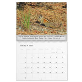 Wildlife kalender, wilde dieren, Chipmunk Cuteness Kalender (Jan 2027)