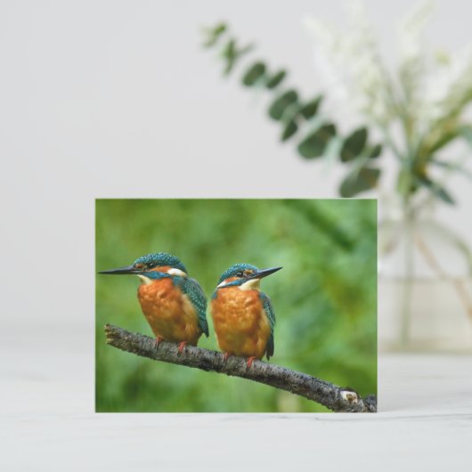 Wildlife Kingfisher Foto Briefkaart (Staand voorkant)