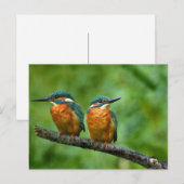 Wildlife Kingfisher Foto Briefkaart (Voorkant / Achterkant)