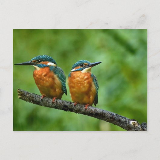Wildlife Kingfisher Foto Briefkaart (Voorkant)