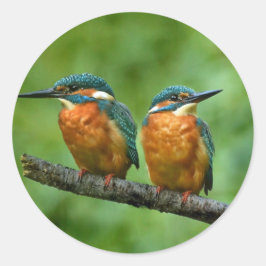 Wildlife Kingfisher Foto Ronde Sticker
