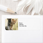 Wildlife Lion Cub Foto Etiket (Insitu)