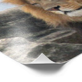Wildlife Lion Foto Afdruk (Hoek)